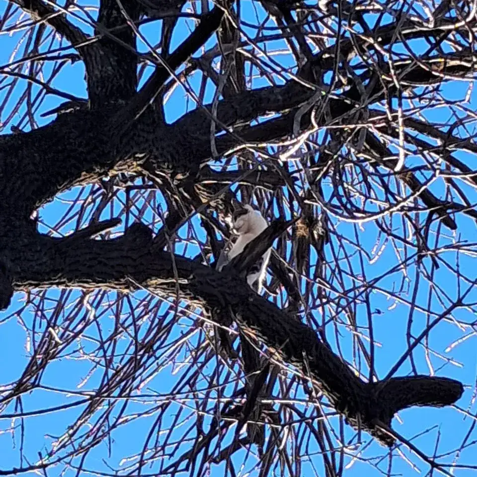El gato no podía descender del árbol por sus propios medios.