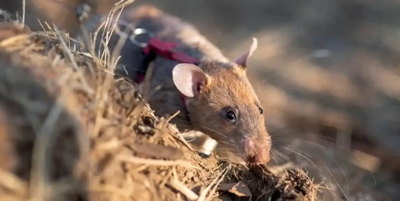 Esta rata gigante africana estableció recientemente un nuevo récord mundial.