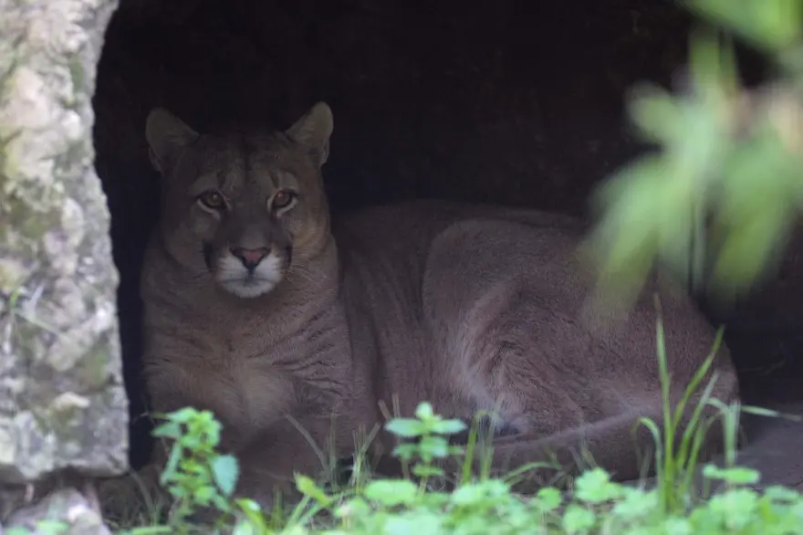 El Bioparque platense recibió y brinda tratamiento a un puma rescatado en Maipú