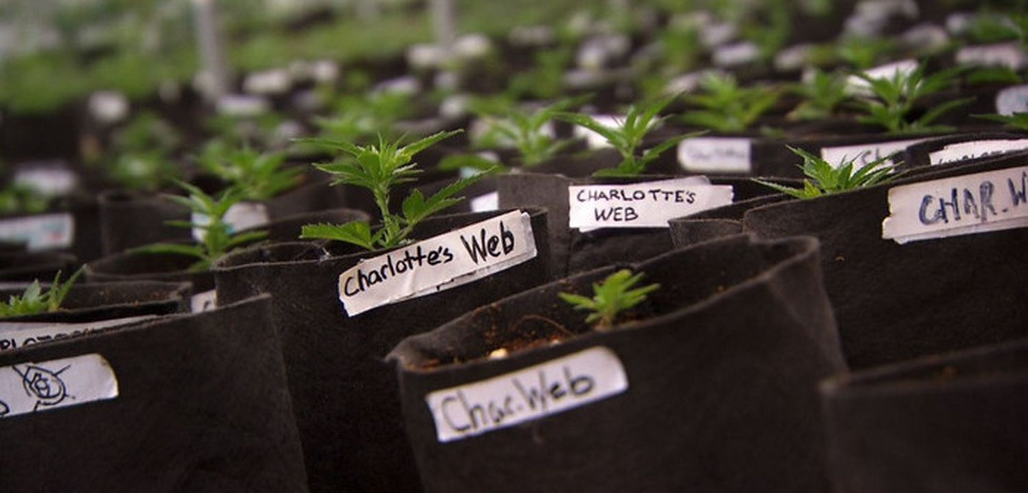 Aceite de Cannabis: qué tipo de aceite se importará, quiénes podrán acceder a él y cómo