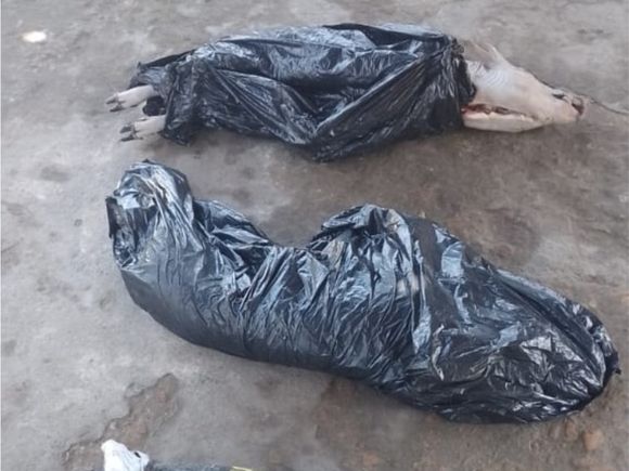 Volviendo a Rafaela con un lechón robado al hombro: lo atraparon y terminó detenido