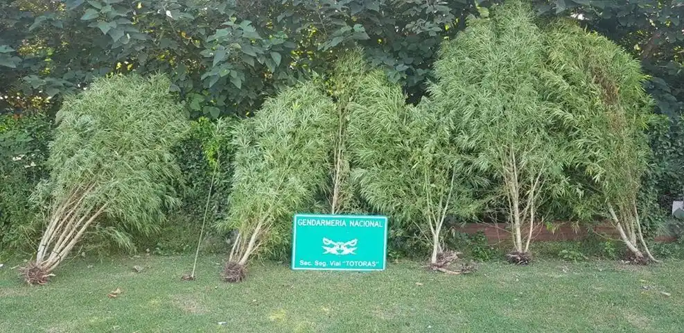 Secuestraron siete plantas de marihuana en Totoras