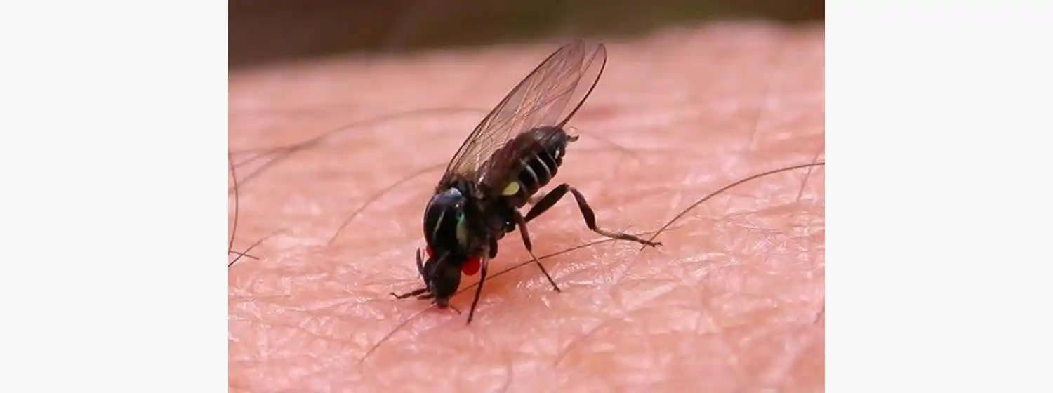 "Polvorines", el pequeño insecto que el calor trajo a Mar del Plata