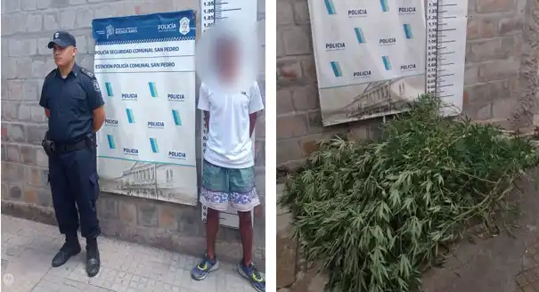 Secuestraron tres plantas de mairhuana en allanamiento