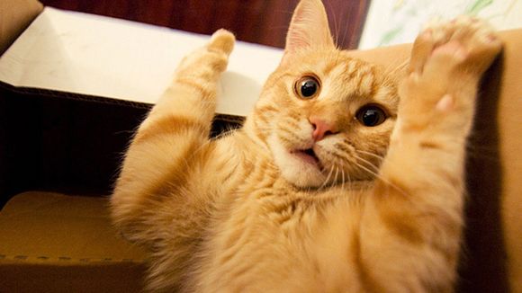 ¿Cuáles son los 10 mejores nombres para gatos según la inteligencia artificial?