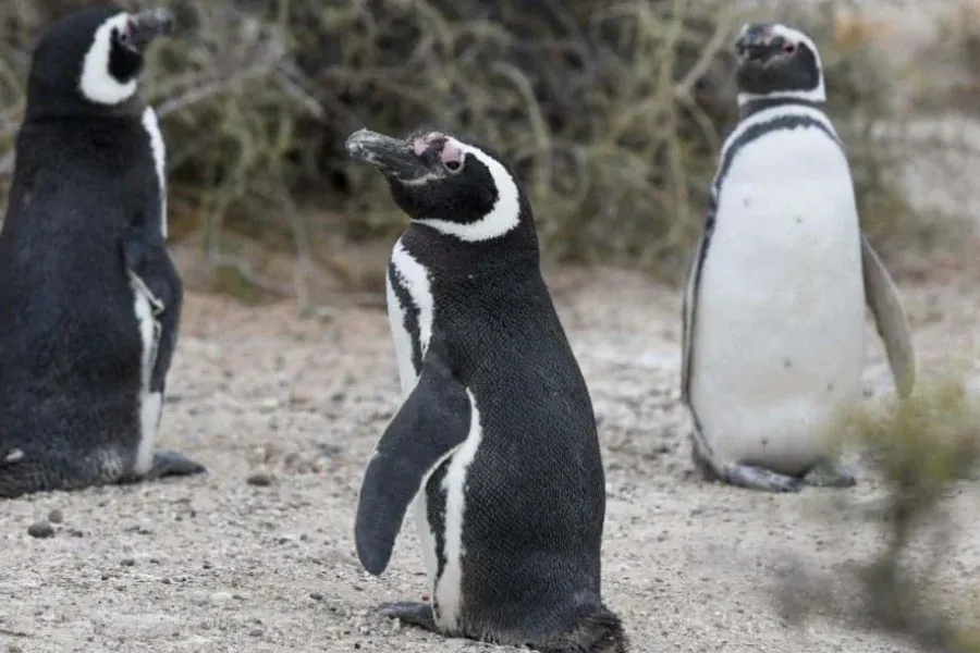 Chubut: pese al alerta por gripe aviar, se habilita la temporada de pingüinos