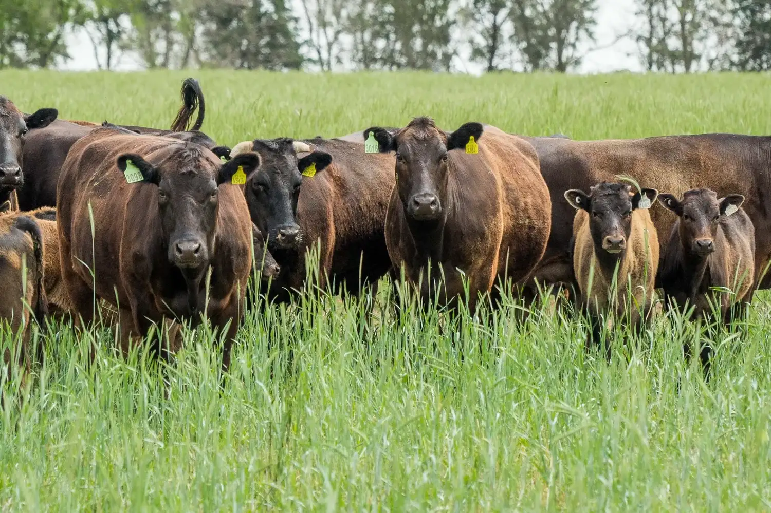 wagyu remate - 1