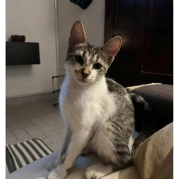 Buscan gatita extraviada en Salta y Goycochea