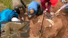 Hallazgo paleontológico en Entre Ríos: descubren restos de un milodón