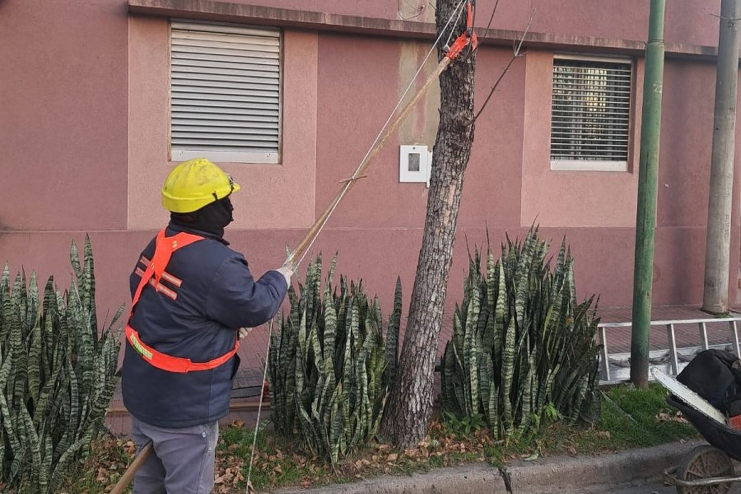 Comenzó la temporada de poda