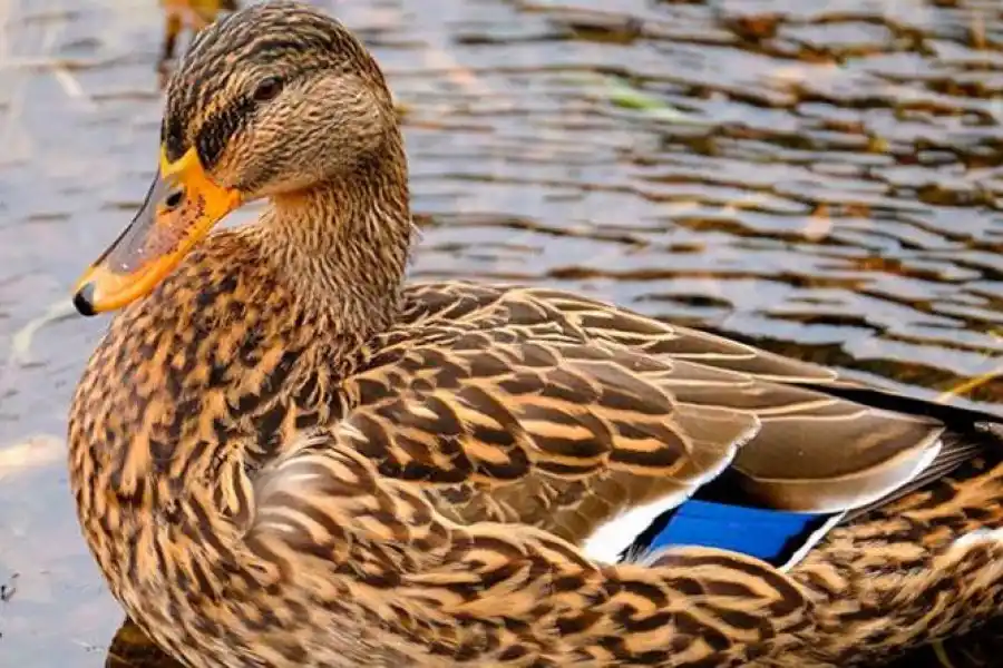 Confirmaron en Córdoba el segundo caso de gripe aviar del país