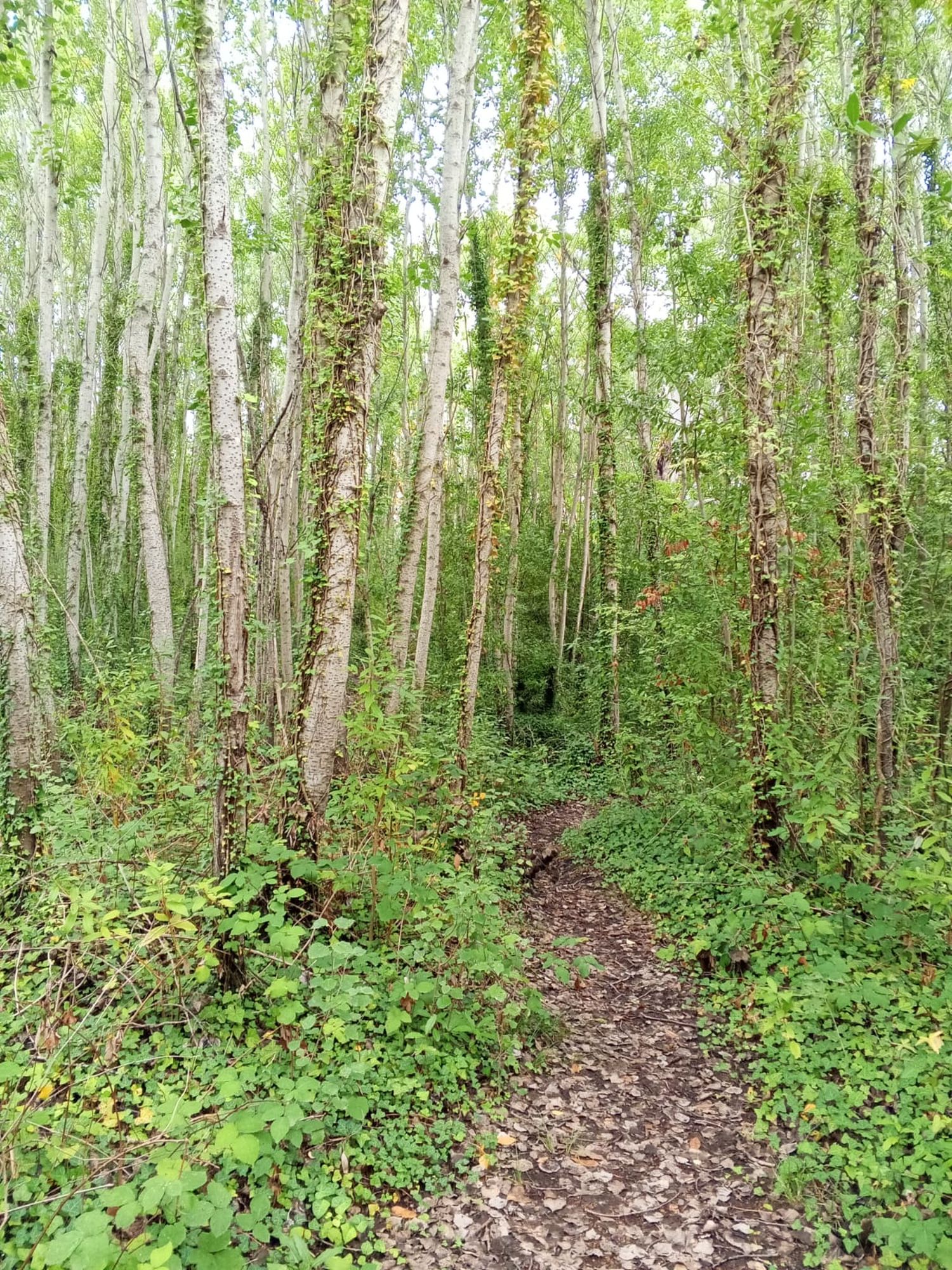 bosque infinito