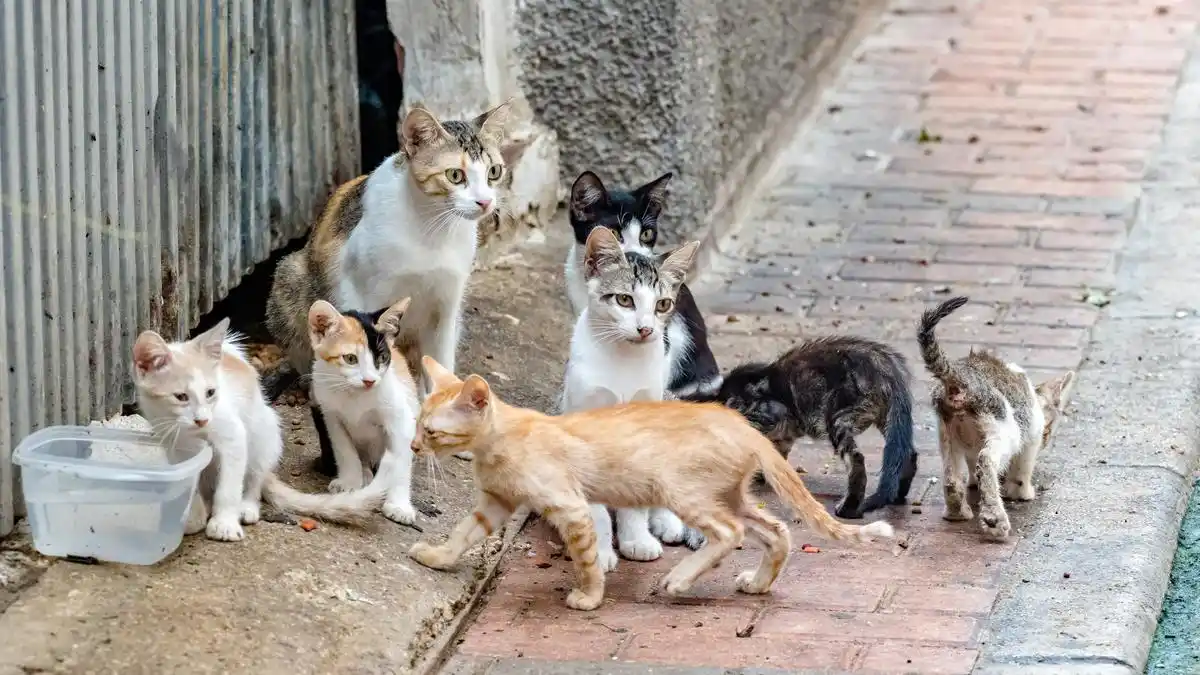 DEPÓSITOS DE GATOS: Karem de Bernal alerta sobre sanciones a quienes boten a las mascotas (+Video)