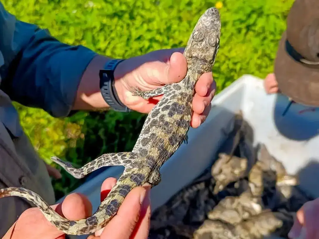 Formosa impulsa el manejo sustentable del yacaré