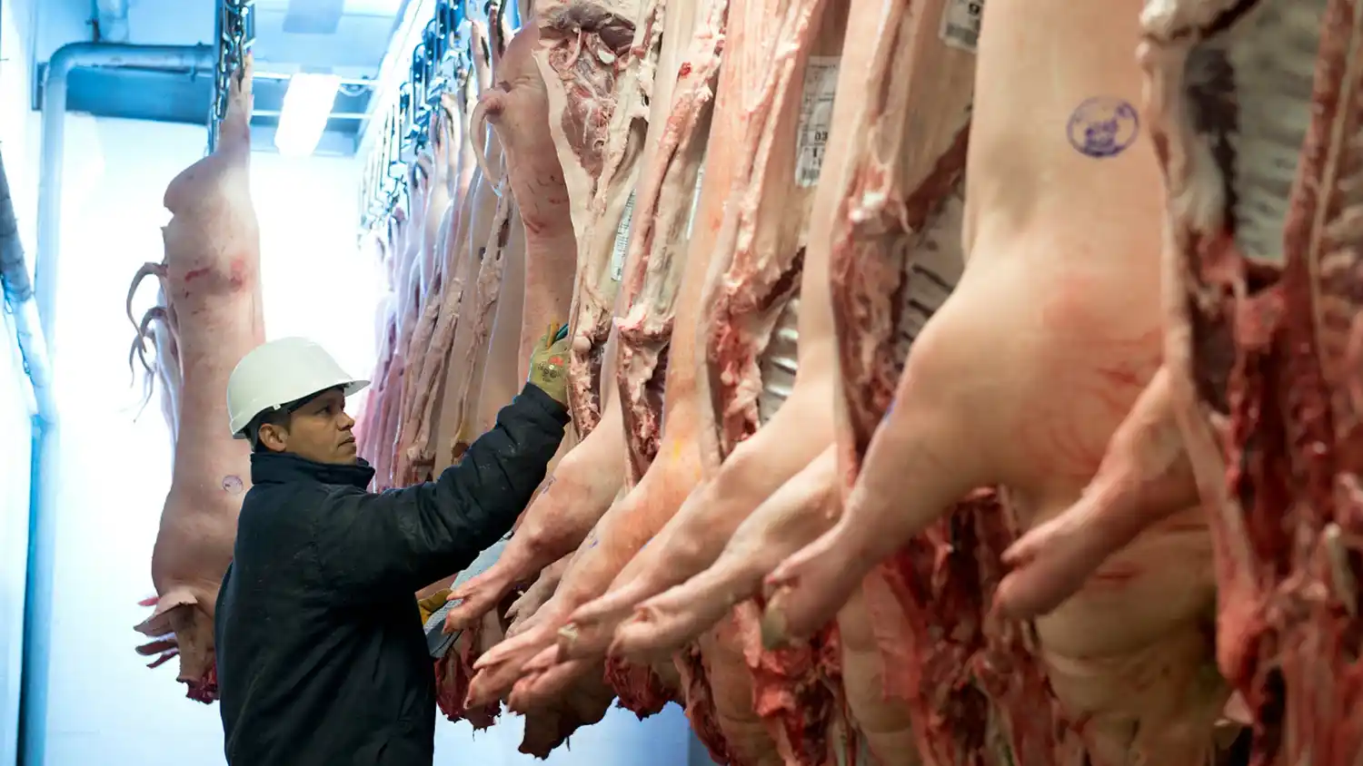 Incautan un camión con carne de cerdo