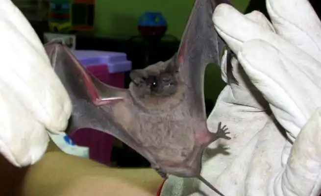 Bloquean un caso de rabia en murciélago