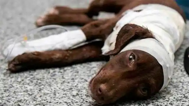 Avanza el proyecto que castiga el "Maltrato animal" con pena de prisión efectiva