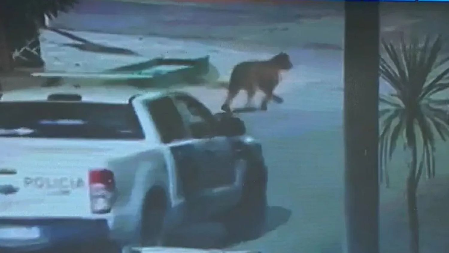 En Villa Gesell suspenden las clases por la aparición de dos pumas que andan por las calles: Uno quedó filmado en video 