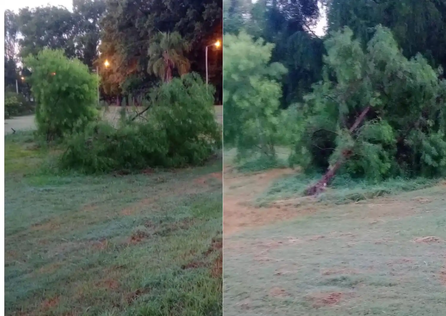 Quejas por árboles caídos en el Paseo Público