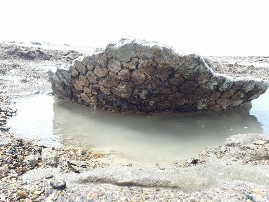 LOBERIA: Guardavidas descubrieron coraza de un gliptodon en Arenas Verdes