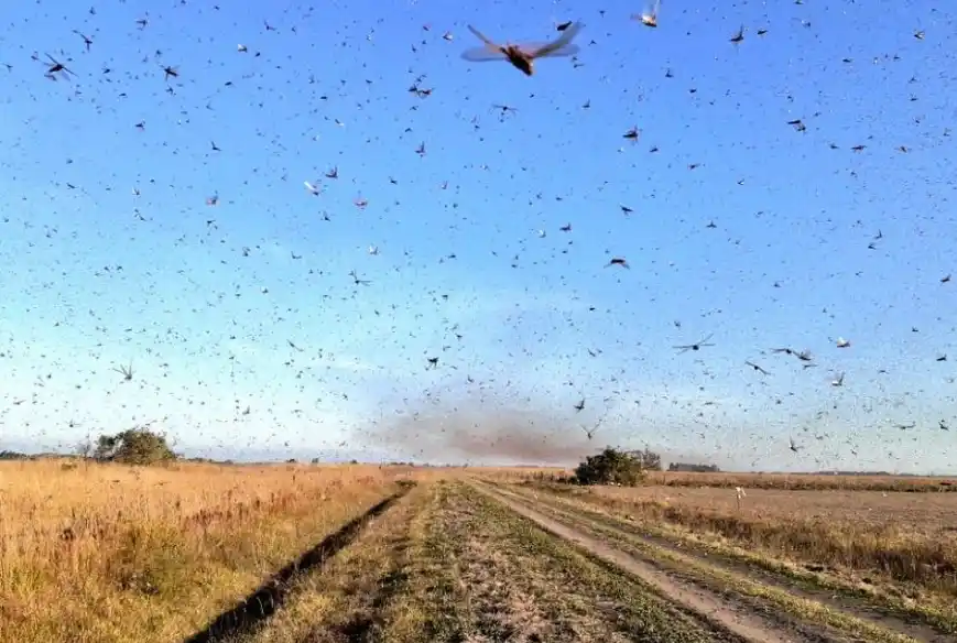 Desde la Federación Agraria aseguran que la manga de langostas que afecta Entre Ríos «no es tan agresiva»