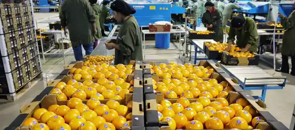 La citricultura argentina cerrará el año con exportaciones firmes y precios en alza