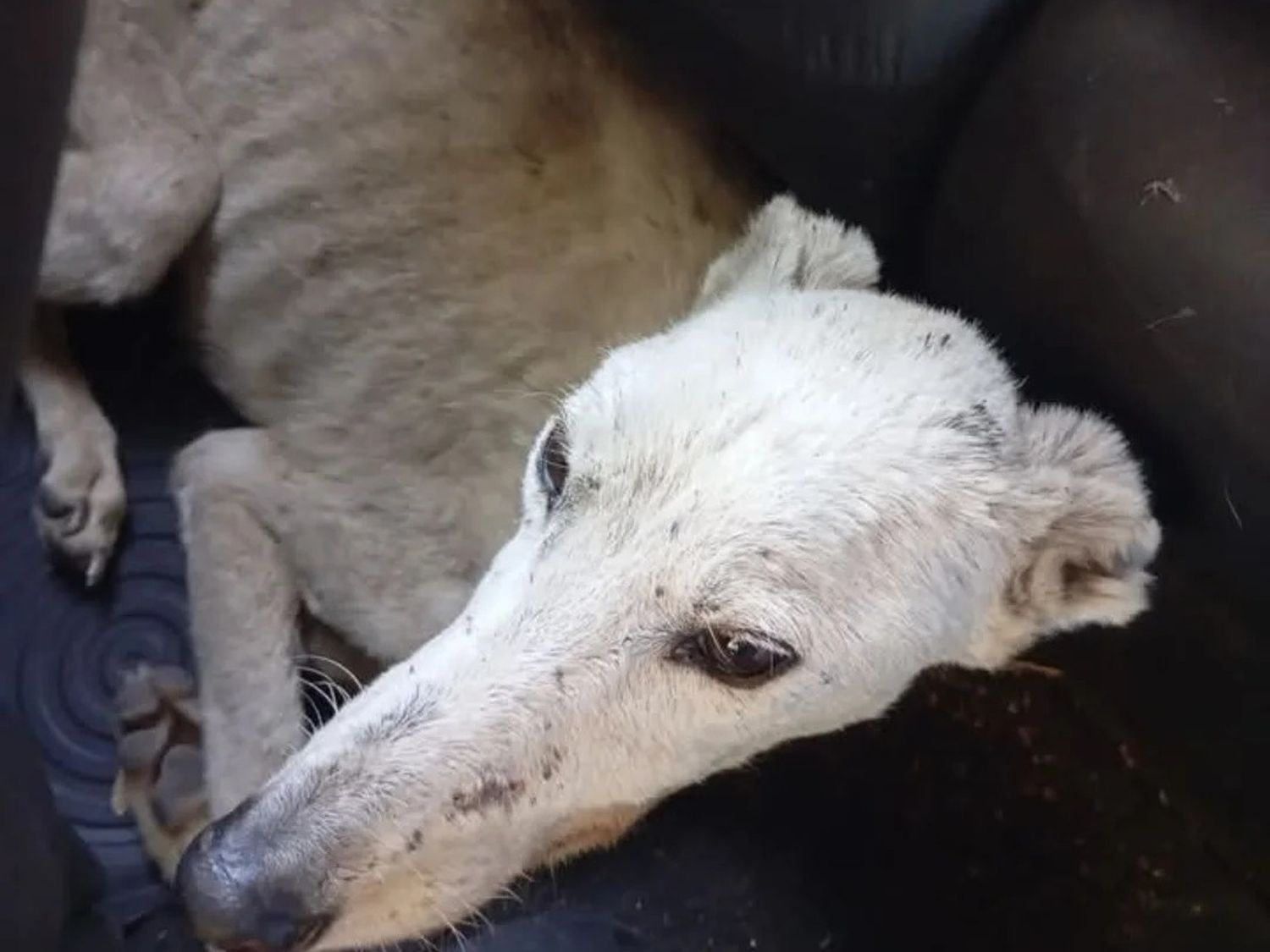 Santa, otro perro rescatado por Mascotandil que necesita ayuda de los tandilenses