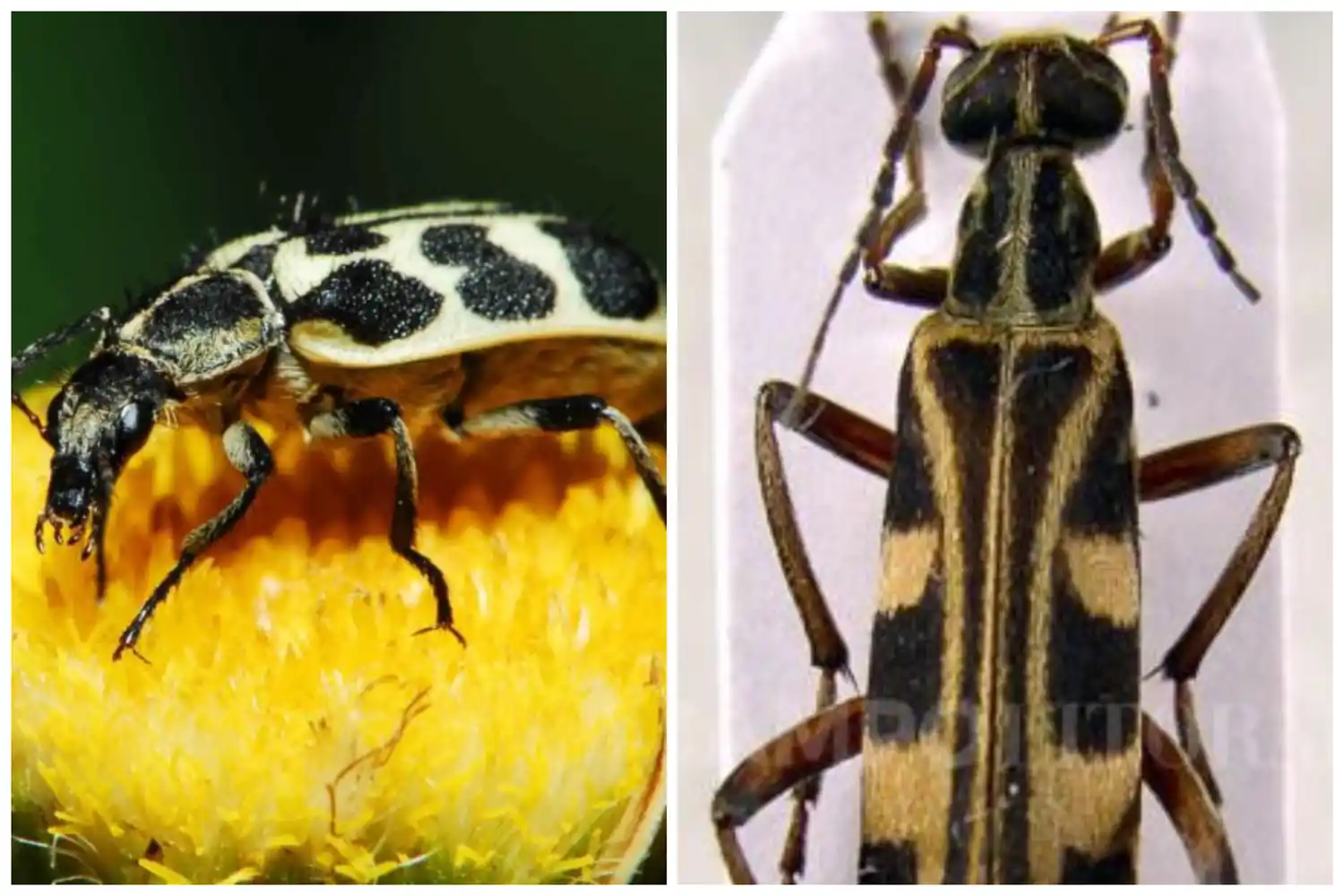 Giro en el caso por la muerte de ganado en la Provincia: Desestiman al "7 de Oro" y ahora acusan al bicho "uriburu"