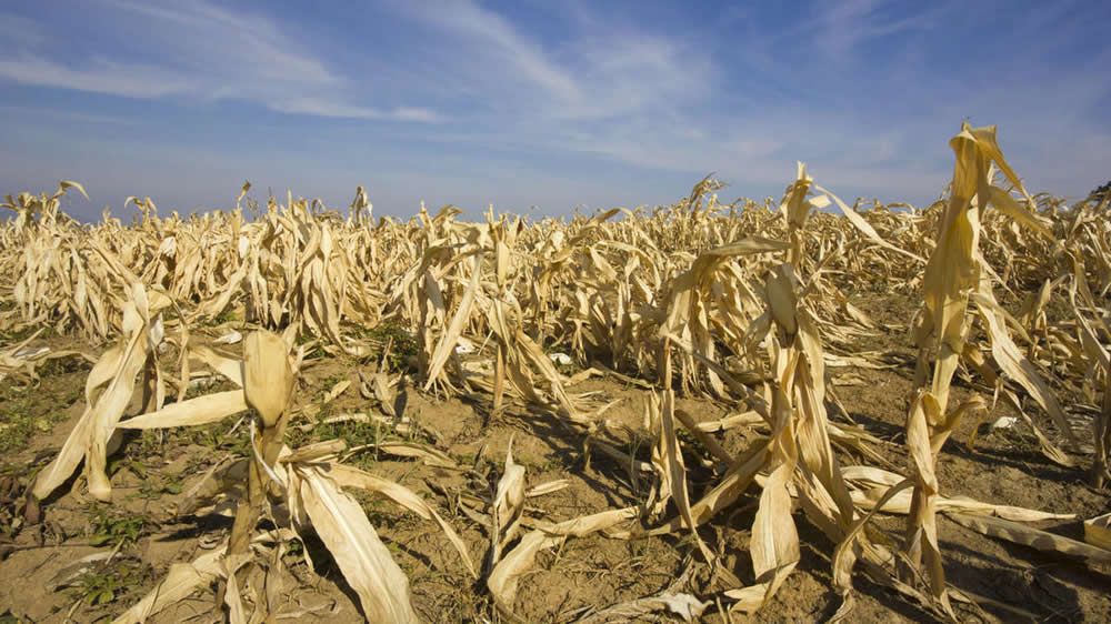 Lo que la Niña se llevó: mirá cómo vació los suelos de todo el país