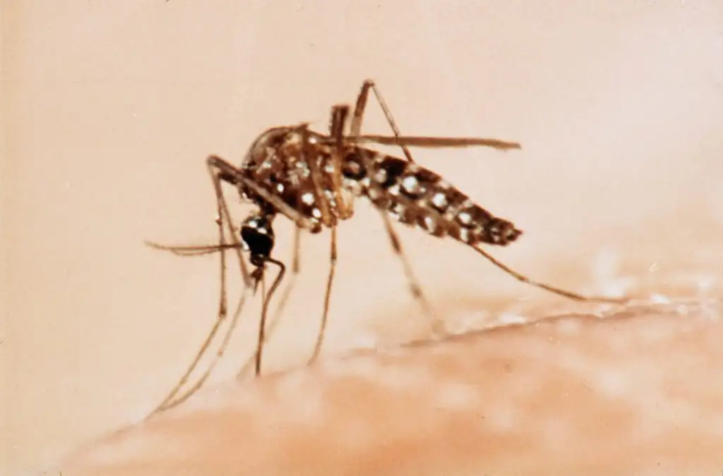Alerta por la presencia del mosquito transmisor del dengue en Tandil