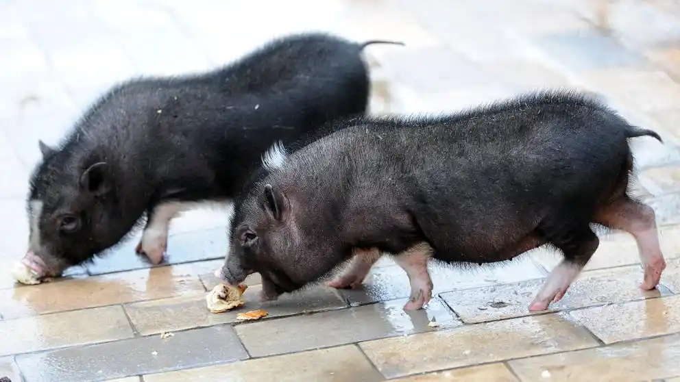 España prohíbe la tenencia de fauna importada