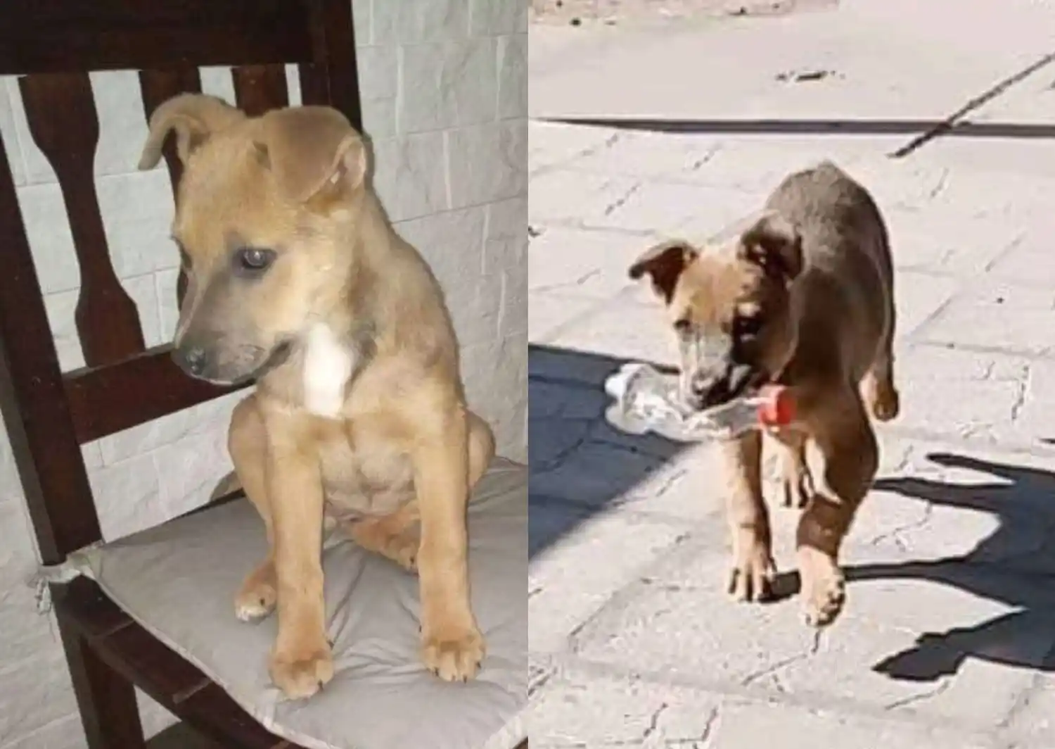 Mascotas: dueños siguen buscando a Juanita