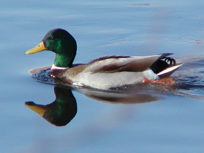 Las elecciones y el test del pato