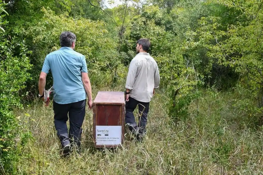 Biodiversidad: en un año se rescataron 1.402 animales silvestres y se logró la liberación de 570