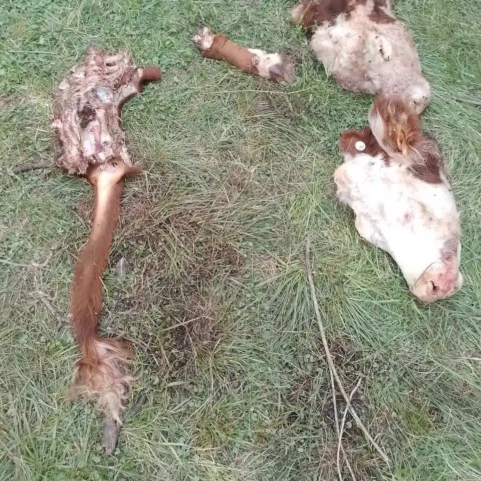 Robo e impotencia: Les faenaron dos terneros y les dejaron los restos