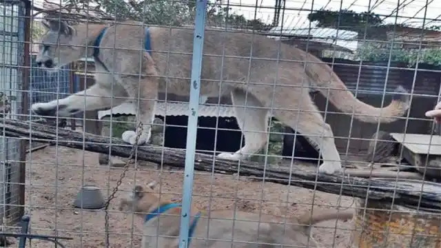 Convivía con dos pumas encerrados en una jaula en el patio de su casa