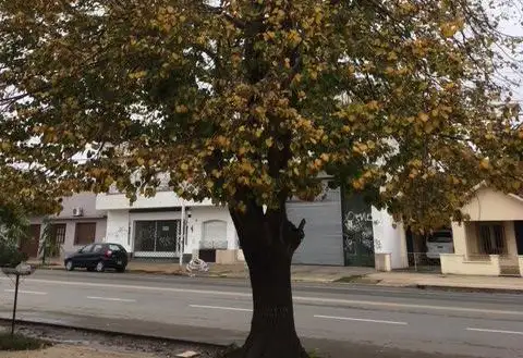 Un tilo que necesita poda