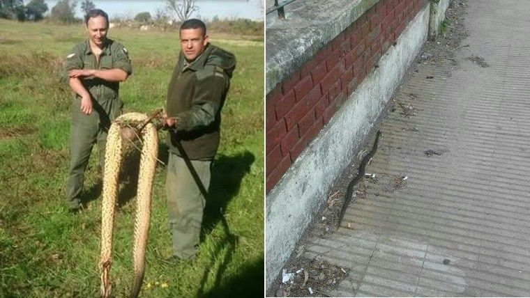 Protesta de padres en ruta 11 por víboras cerca de una escuela