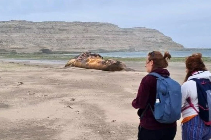 A la mortandad de las ballenas, se agrega otro inconveniente que es la permanencia de los gigantescos cadáveres sobre la costa. Foto: Gentileza El Chubut.