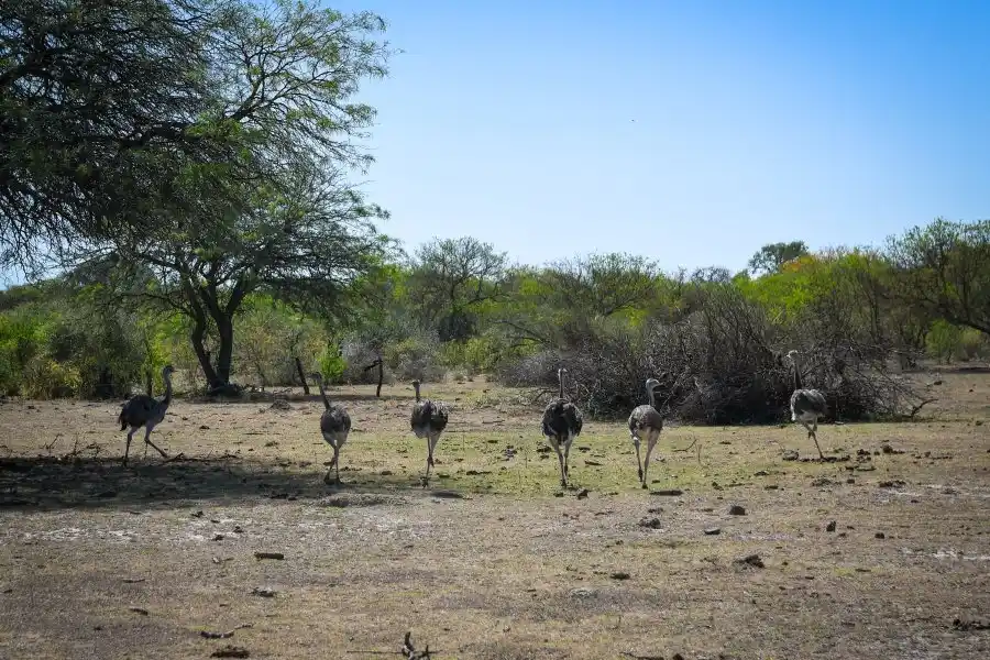 La provincia liberó a seis ñandúes en el departamento San Cristóbal