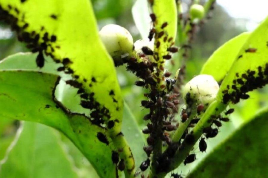 El truco casero para proteger a los limoneros y naranjos de los hongos