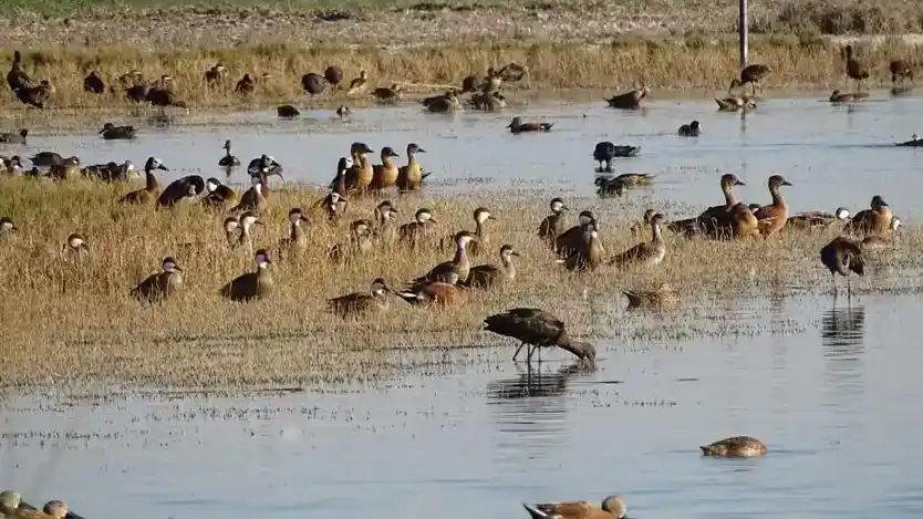 La Reserva insiste en una ley nacional para defender los humedales