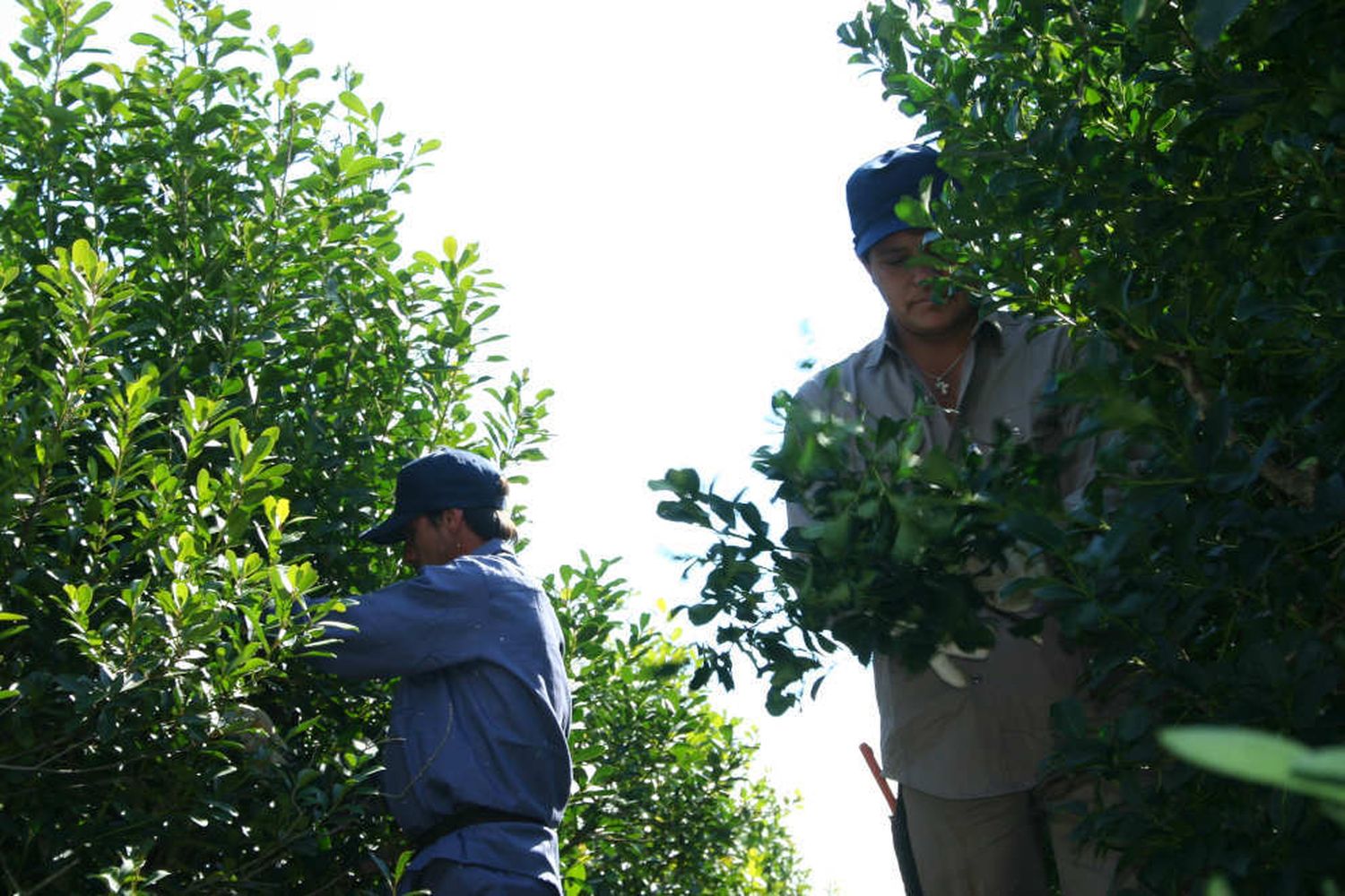 El INYM impulsa el programa de Indumentaria de Cosecha para Productores