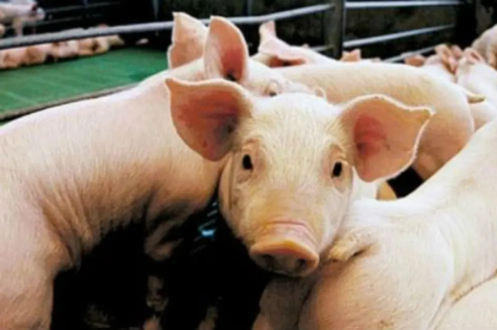 La triquinosis es una enfermedad transmitida por la ingesta de carne o derivados cárnicos de cerdo crudos o mal cocidos