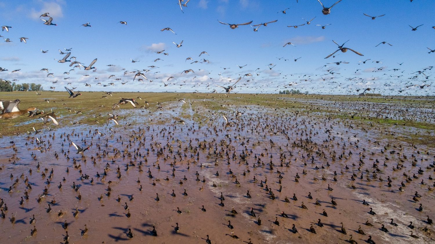 Se realizó un relevamiento poblacional de catorce especies patos y perdiz chica.