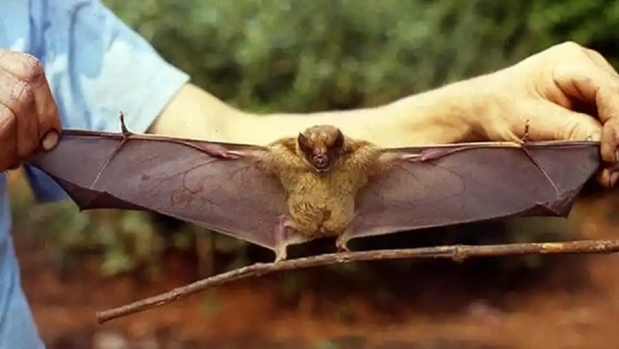 El Senasa resolvió el misterio del «chupacabra» que mató a decenas de animales en Córdoba