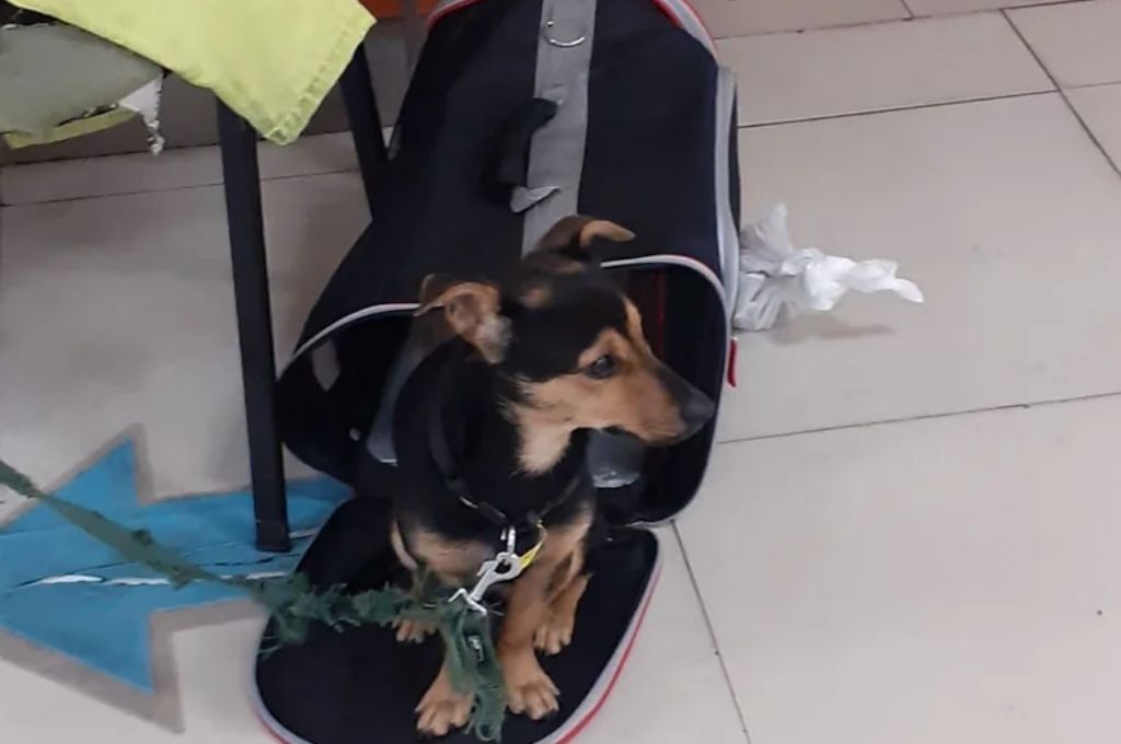 Coco no será deportado ni sacrificado: permanecerá en cuarentena y luego será devuelto a su familia