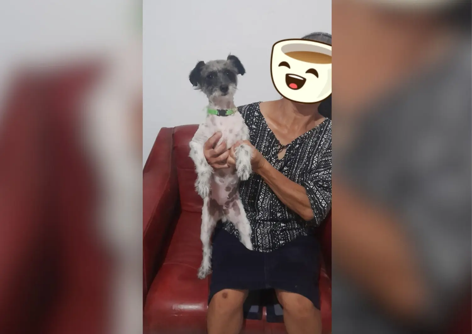 Mascotas perdidas: buscan a Mora