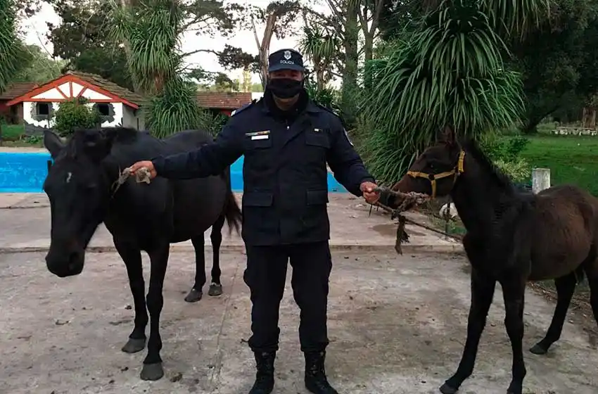 Dos detenidos por el robo de una yegua y su potrillo