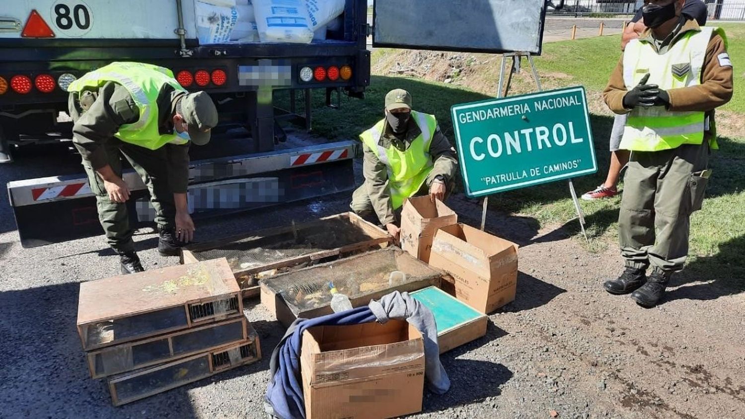 Rescatan un chivito, 195 aves autóctonas y detienen a un camionero por contrabando